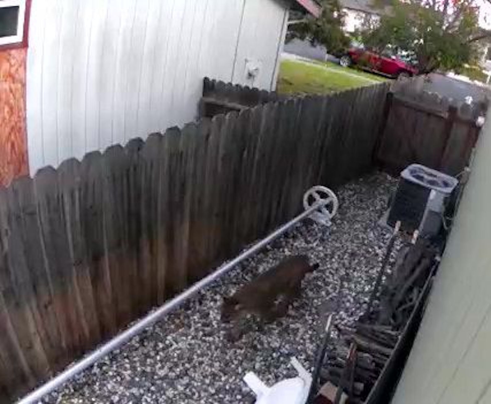 Image of mountain lion in Napa